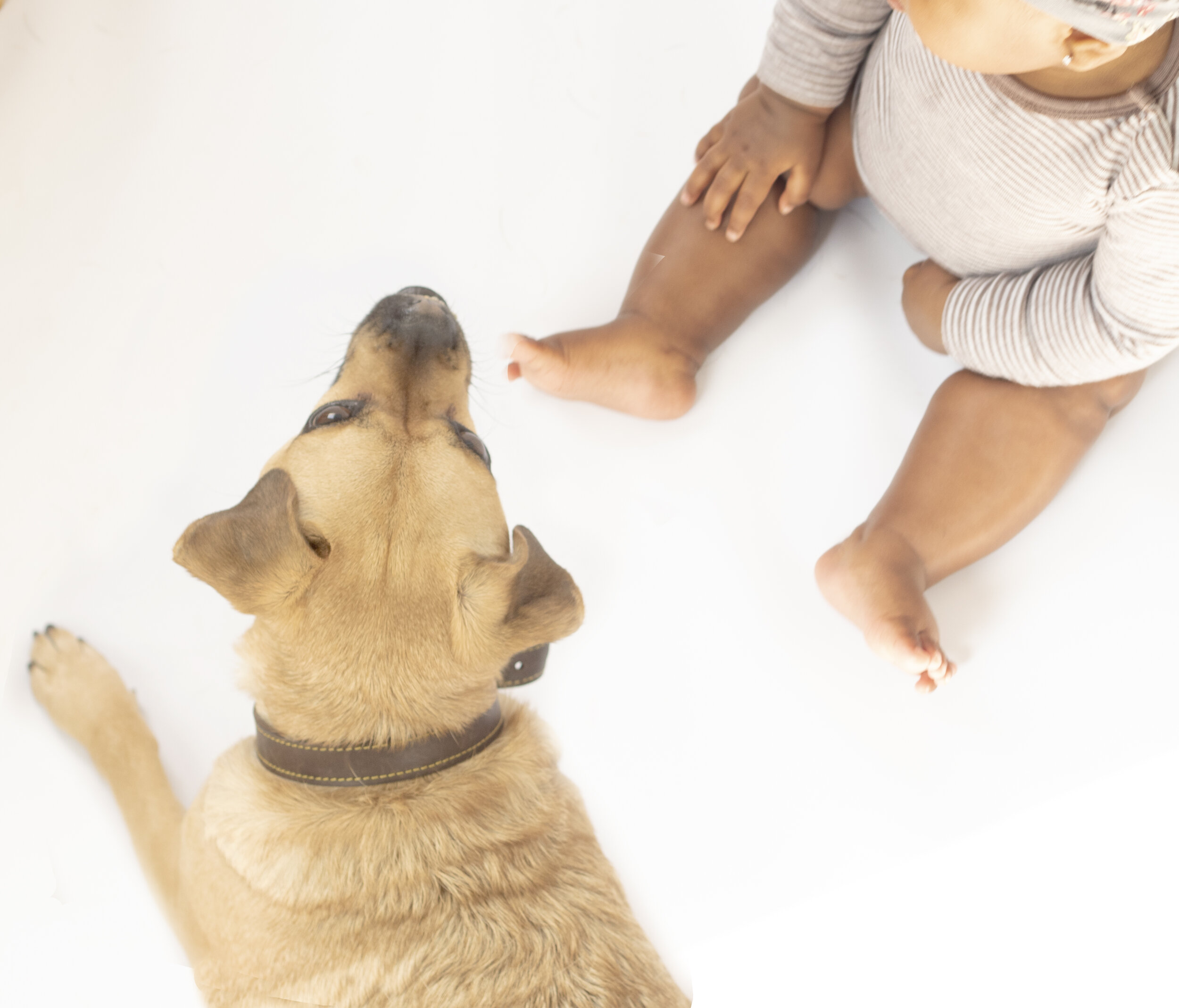 Are you introducing the dog to your baby or the baby to your dog?